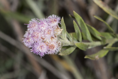 Mulefat (Baccharis salicifolia)
