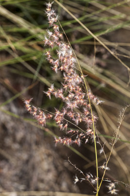 Natal Grass (Rhynchelytrum repens)