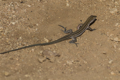 Orange-throated Whiptail (Cnemidophorus hyperythrus )