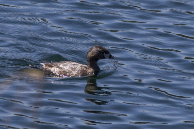 Pied-billed Grebe