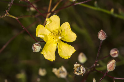 Peak Rush-rose (Helianthemum scoparium)