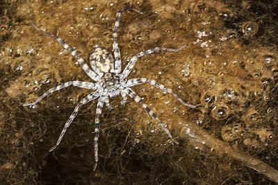 Thin-legged Shore Spider (Pardosa milvina)