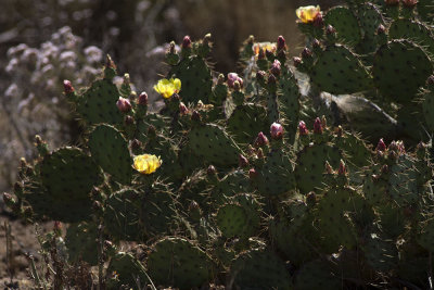 Coast Prickley Pear  (Opuntia littoralis)