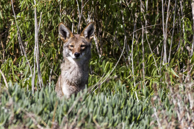Coyote