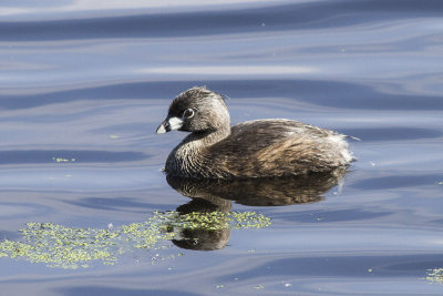 Pied-billed Grebe