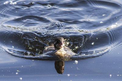 Pied-billed Grebe