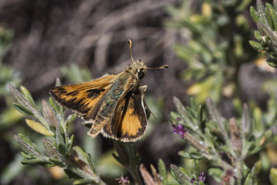 Fiery Skipper (Hylepyhila phyleus)