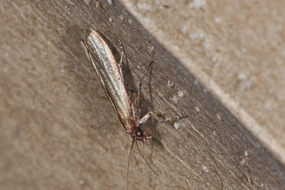 Anogouimois Grain Moth  (Sitotroga cerealella)