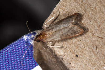 Anogouimois Grain Moth  (Sitotroga cerealella)