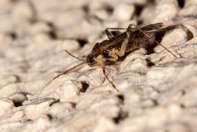 Plant Bug  (Phytocoris sp)