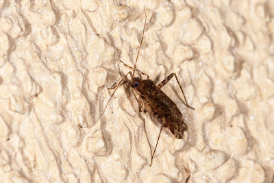 Plant Bug  (Phytocoris sp)