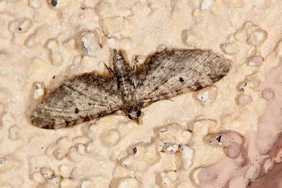 Pug Moth  (Eupitheciini sps)