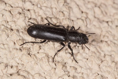 Woodland Ground Beetle  (Pterostichus sp)
