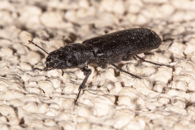 Woodland Ground Beetle  (Pterostichus sp)