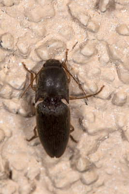 Click Beetle  (Heteroderes exsul)