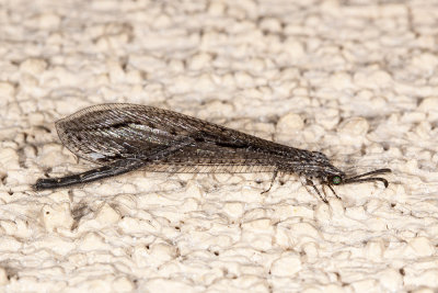 Antlion (Brachynemurus sackeni)