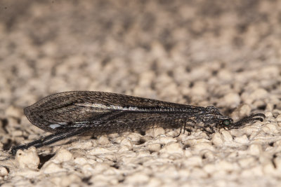 Antlion (Brachynemurus sackeni)