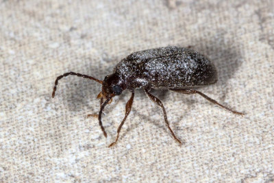 Small brown beetle