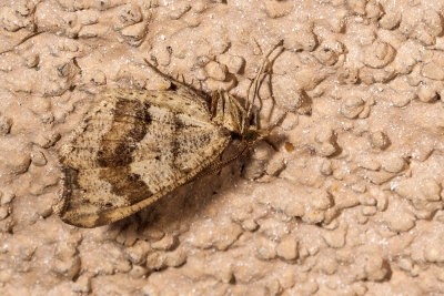 moth1-01.jpg