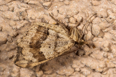 moth1-02.jpg