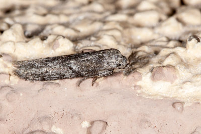 Small grayish moth