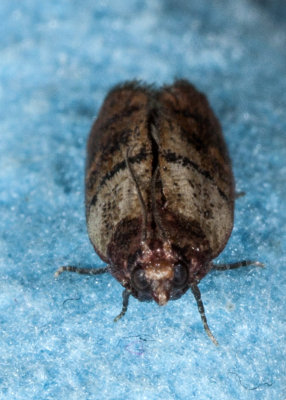 Indian-meal Moth (Plodia interpunctella)