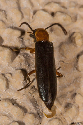 Brown Leatherwing Beetle (Pacificanthia consors)
