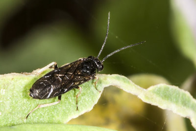 Bristly Roseslug (Cladius difformis)