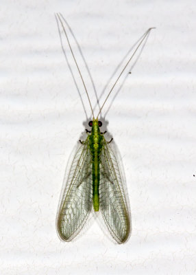 Green Lacewings (Chrysoperla sp)
