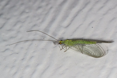 Green Lacewings (Chrysoperla sp)