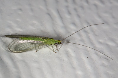 Lacewings