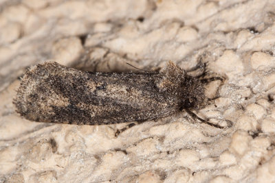 Tortrix Moth (Epinotia signiferana)