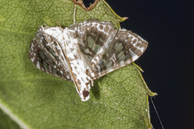 Snout Moth  (Glyphodes onychinalis)