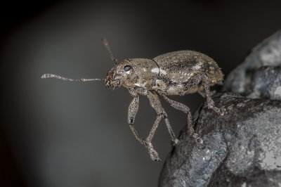 Fuller Rose Beetle (Pantomorus cervinus)