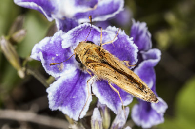 Fiery Skipper (Hylepyhila phyleus)