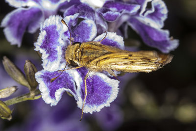 Fiery Skipper (Hylepyhila phyleus)