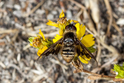 Bee Fly (Paravilla-splendida)
