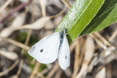 Cabbage White  (Pieris rapae )