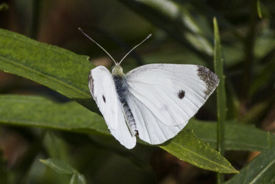 Cabbage White  (Pieris rapae )