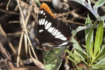 Lorquin's Admiral (Limenitis lorquini)