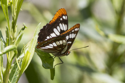Lorquin's Admiral (Limenitis lorquini)