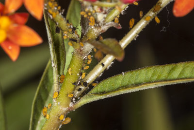 Oleander aphid  (Aphis nerii)