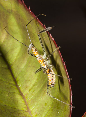 Leaf-hopper Assassin Bug (Zelus renardii)