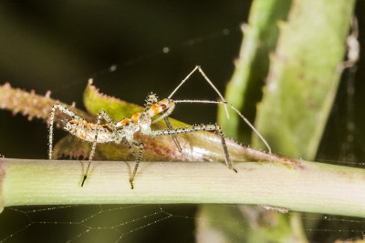 Leaf-hopper Assassin Bug (Zelus renardii)