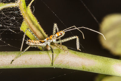 Leaf-hopper Assassin Bug (Zelus renardii)