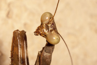 California Mantid  (Stagmomantis californica)