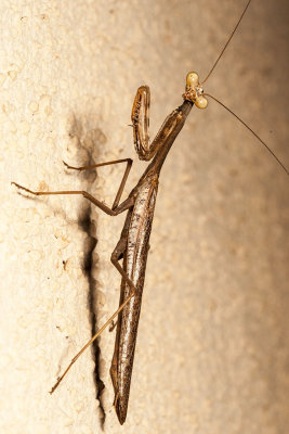 California Mantid  (Stagmomantis californica)