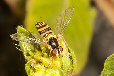 Hover Fly (Allographta exotica)