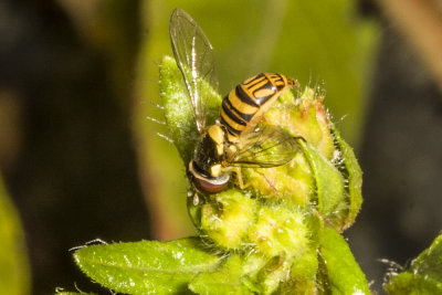 Hover Fly (Allographta exotica)