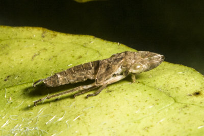 Glassy-winged Sharpshooter (Homalodisca vitripennis)